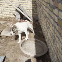 توله ۷ ماهه نر