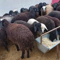 گوسفندزنده همراه باقصاب|حیوانات مزرعه|پاکدشت, پاکدشت (مامازند)|دیوار