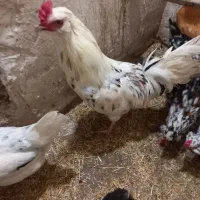 مرغ وخروس گلین