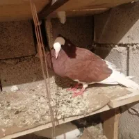 کبوتر کاغذی|پرنده|لنده, |دیوار