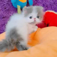 بچه گربه پرشین اگزوتیک مینیاتوری