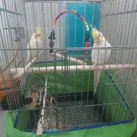 جفت عروس هلندی|پرنده|اهواز, شهرک دانشگاه|دیوار