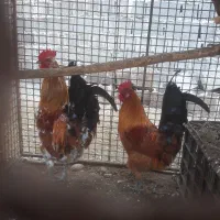 فروش خروس محلی|حیوانات مزرعه|ساری, |دیوار