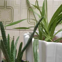 تعدادی گل و گلدان