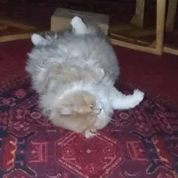 گربه