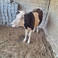 فروش گاو|حیوانات مزرعه|جهرم, |دیوار