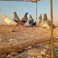 کبوتر آلمانی