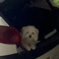 سگ پیدا شده