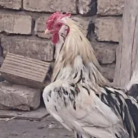 پرنده گلین|حیوانات مزرعه|قم, نیروگاه|دیوار