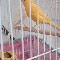 قناری نروماده