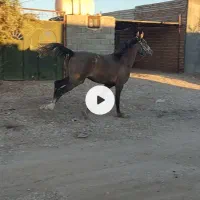 نریان ۳۰ ماهه