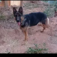 سگ ژرمن شپرد