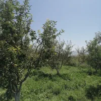 فروش باغ نقلی با صفا|فروش دفتر صنعتی، کشاورزی، تجاری|اهر, |دیوار