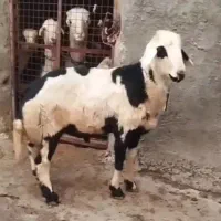 فروش بره پلنگی