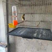 قناری ابلغ|پرنده|خورموج, |دیوار