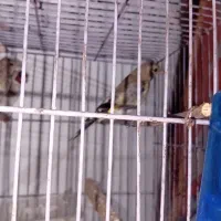 جوجه سهره کال