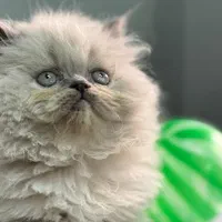 دنیای گربه های خاص آپارتمانی(پرشین بریتیش اسکاتیش)|گربه|مشهد, سجاد شهر|دیوار