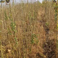 نهال صنوبر|گل و گیاه طبیعی|میاندوآب, |دیوار