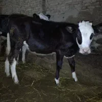 فروش گوساله