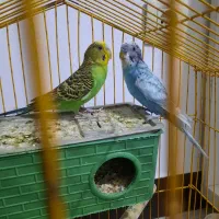 پرنده|پرنده|مشکیندشت, |دیوار