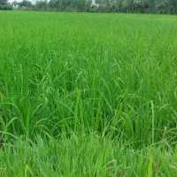 فروش زمین کشاورزی دوهزار متر