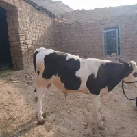 گوساله