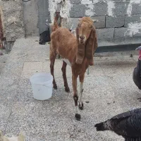 بز پاکستانی|حیوانات مزرعه|بندر دیر, |دیوار