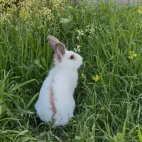 خرگوش پنبه ای نر