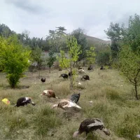 بوقلمون|حیوانات مزرعه|آبش احمد, |دیوار