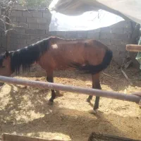 اسب ماده سه ساله و کره ماده یکماهه اسب نر سه ساله