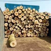استخدام نیروی برش کار چوب صنوبر.