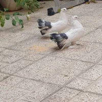 کفتر زینتی|پرنده|فردیس, شهرک هفده شهریور|دیوار