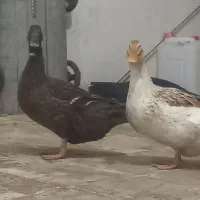 اردک تخم  گذار