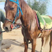 اسب نر عرب سواری دار