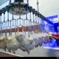 کارگر ساده کشتارگاه مرغ