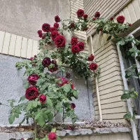 کارگر نظافتی و خانه داری