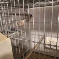 فروش فنچ نرگسی شکلاتی روی تخم|پرنده|سمنان, |دیوار