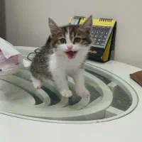 واگذاری بچه گربه|گربه|یزد, |دیوار