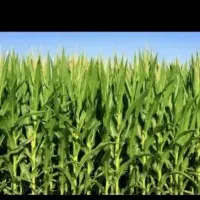 ذرت علوفه ای