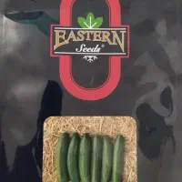 بذر خیار سبز