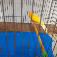 تعدادی قناری پرتقالی و لیمویی