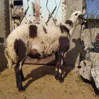 کو نر پلنگی سالم سرحال