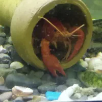 آکواریوم ماهی