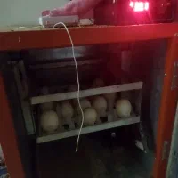 دستگاه جوجه کشی