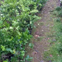 یاس هلندی|گل و گیاه طبیعی|سنگر, |دیوار