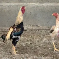 مرغ وخروس لاری