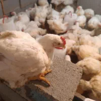 (فوری)  مرغ و خروس ارگانیک بدون هرمون و دارو