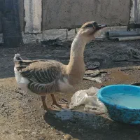 غوغاز  وغاز