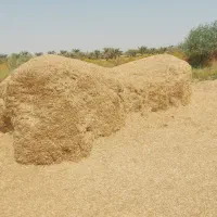 کاه گندم درجه یک سفید