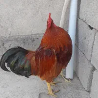 خروس دورگه درشت